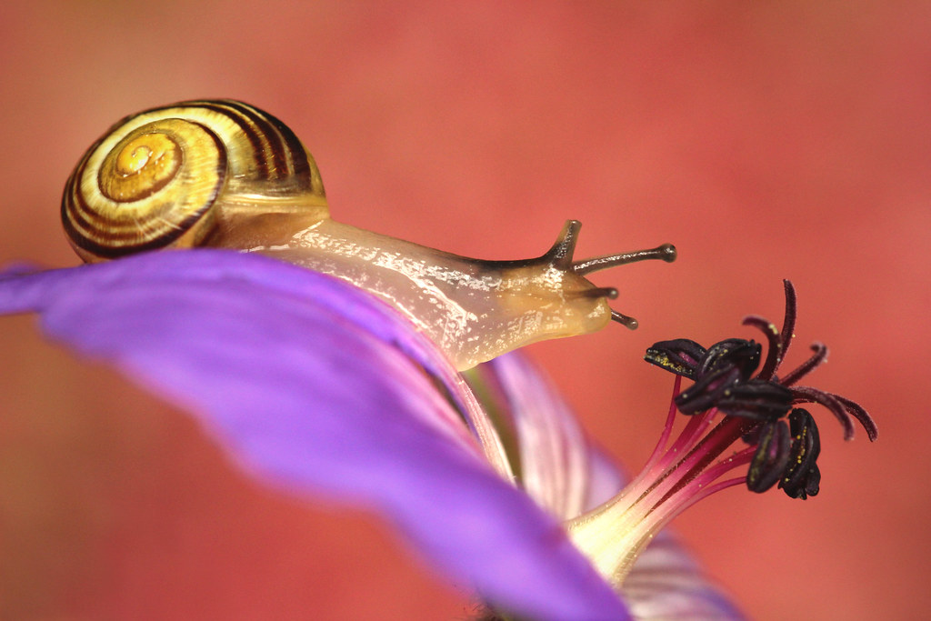 Snail on purple geranium Benjaminio Flickr