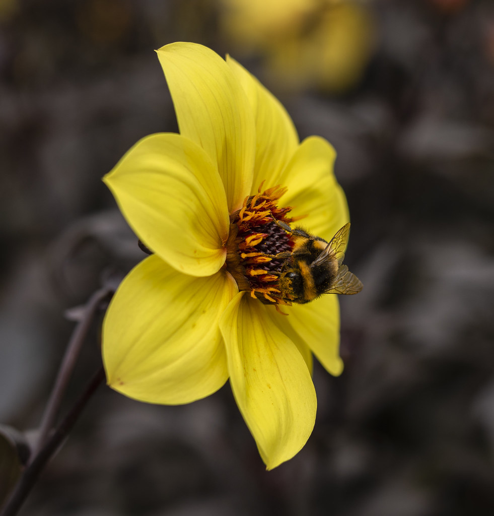 Flowers Bees Love Uk How to attract butterflies and bees Blue