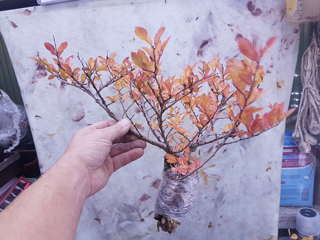 cork bark elm 3 Flickr