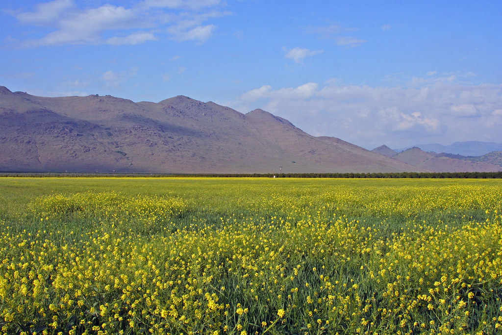 mustard Mustard fields forever. Somewhere near Seville, CA… Flickr