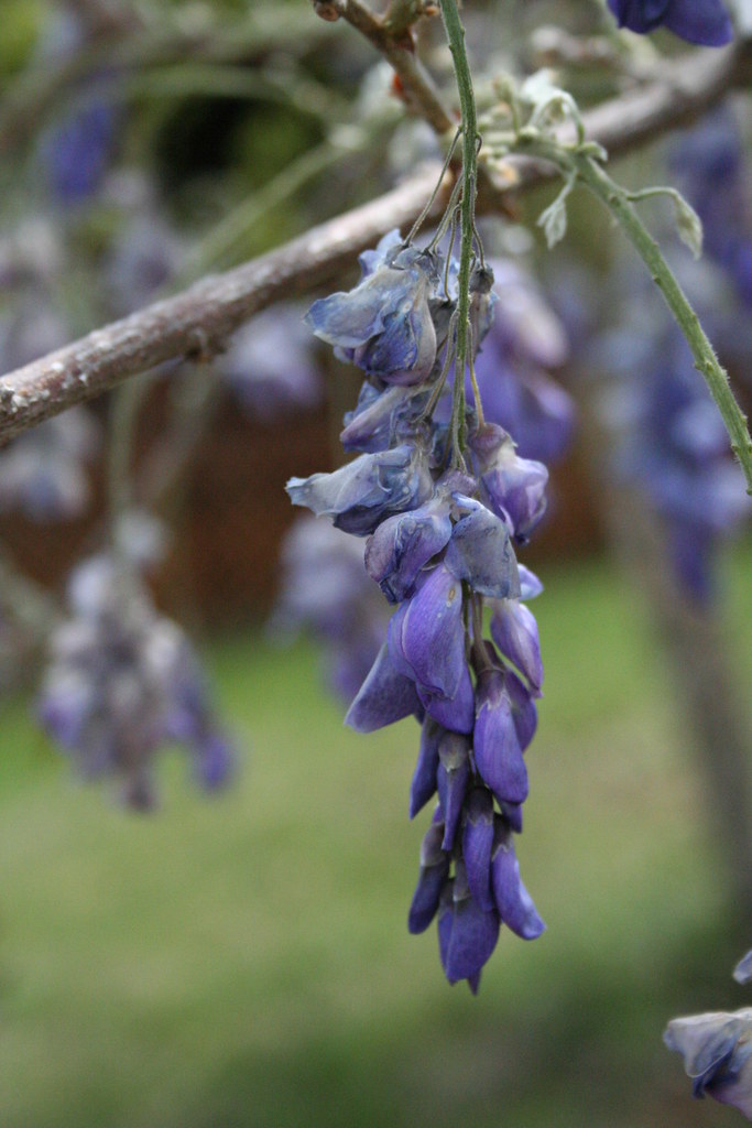 Blue at the Vineyard Taken at Holly Ridge Winery in Overto… Emily