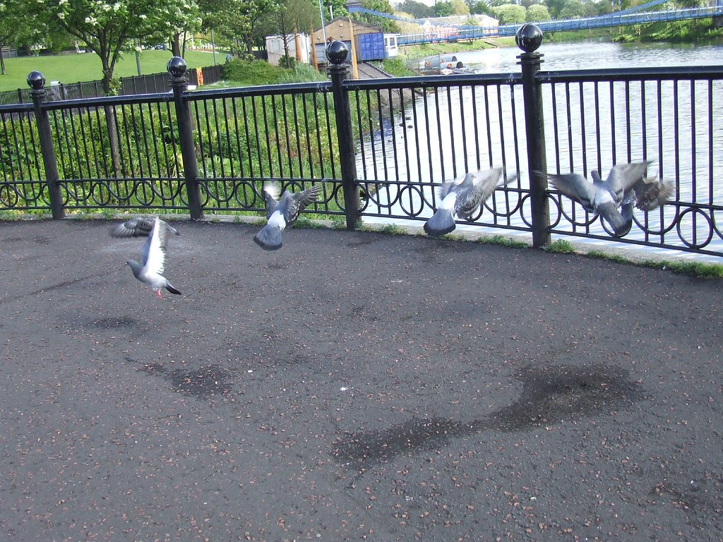 Run, Little Birdies, Run Here's a fun thing to do. Find a … Flickr