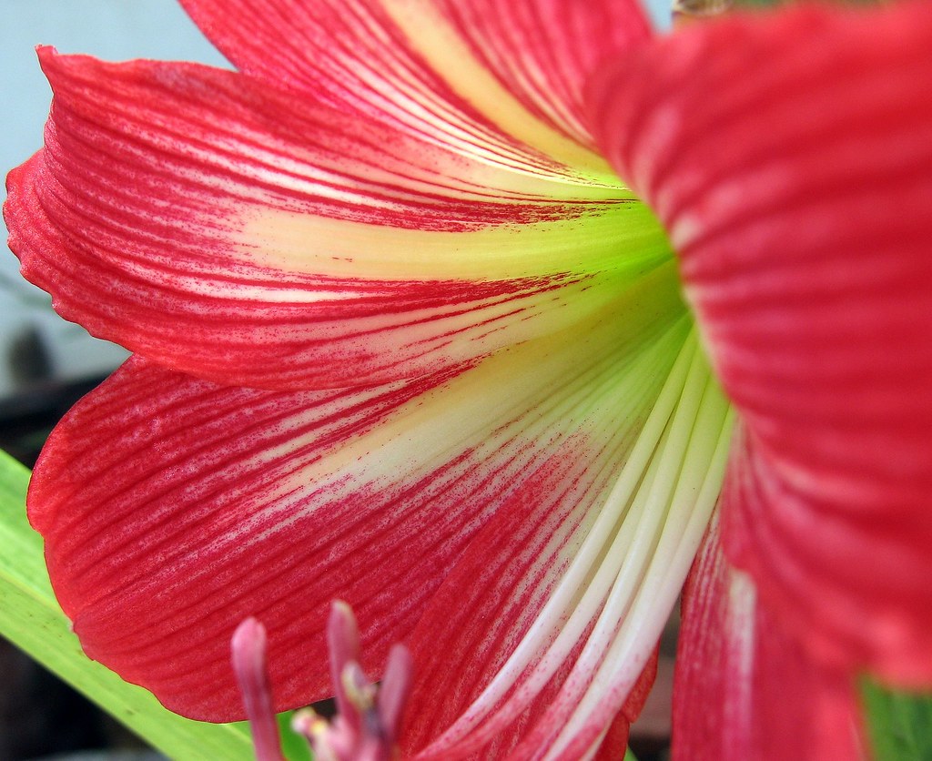 scarlet secret I wont be around for a couple of weeks (exa… Flickr