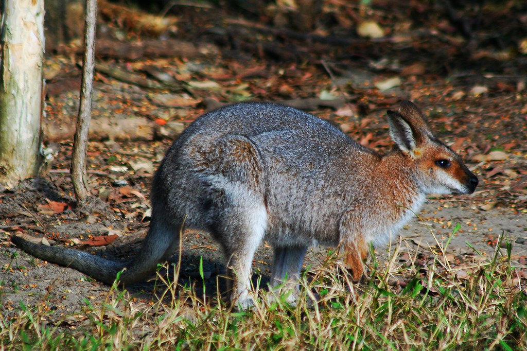 Wallaby à raie noire, Macropus dorsalis (Blackstriped Wal… Flickr