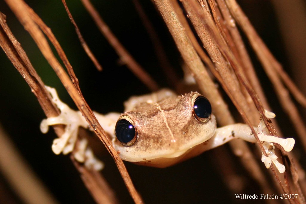 Eleutherodactylus coqui Common coqui on vines. Picture tak… Flickr