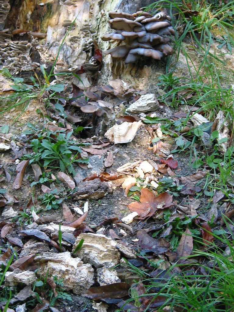 Decay Funghi Botanical Garden, Porto Tia Bruxa Flickr