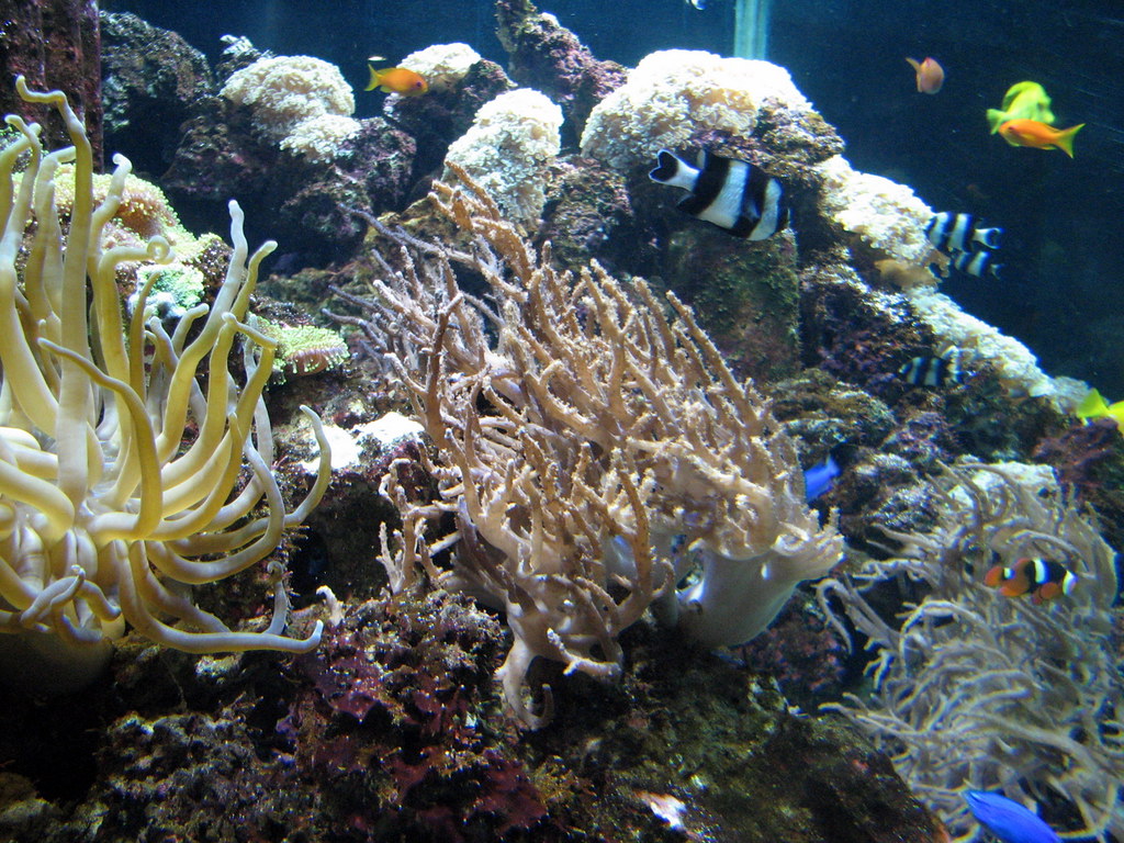 Sea reef Tynemouth Blue Reef Aquarium, Tynemouth, Tyne a… Flickr