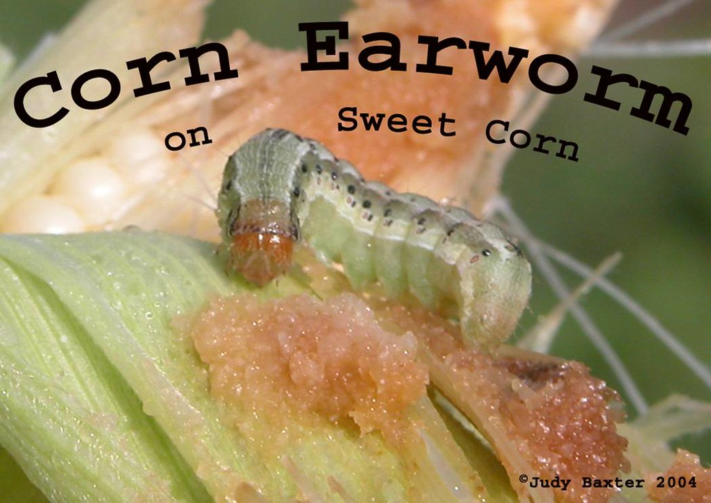 Corn Earworm Slide 77 Judy Baxter Flickr