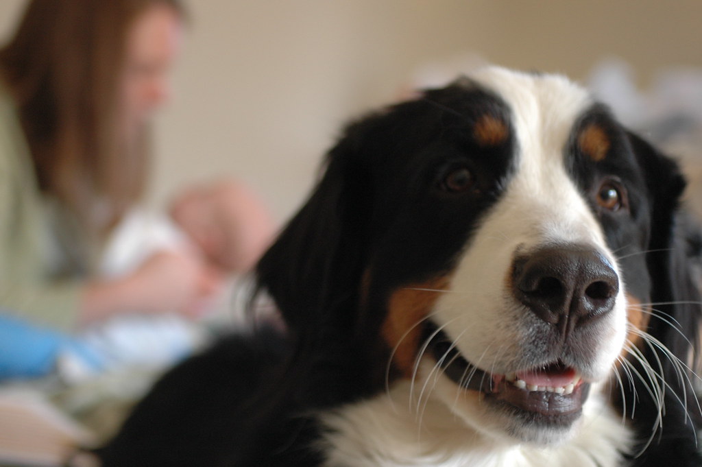 day 131 a mama, a baby and a berner. kris is chatting wit… Flickr