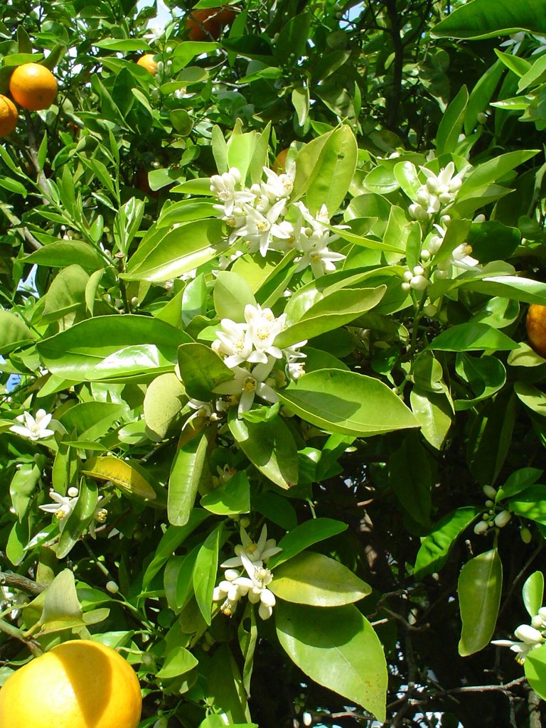 Orange blossom time The scent of orange blossom fills the … Flickr