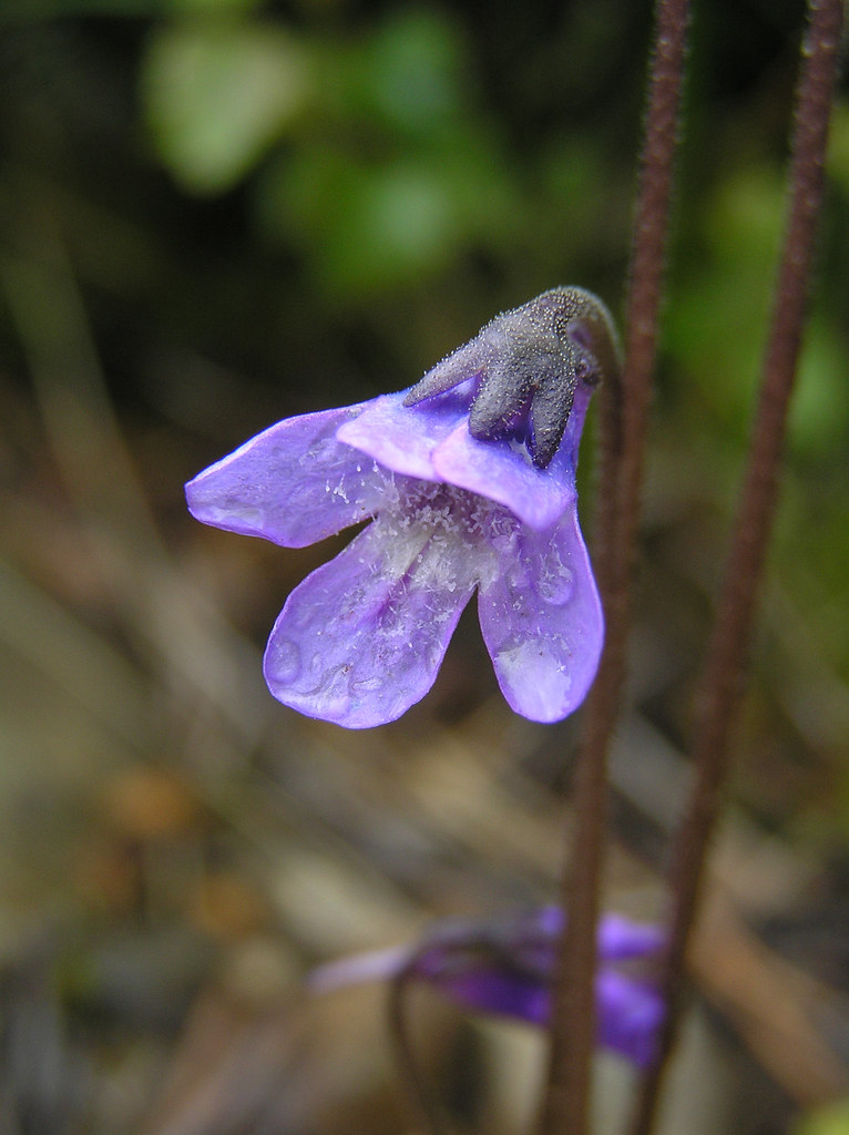 Butterwort Butterwort growing by a path at near … Flickr