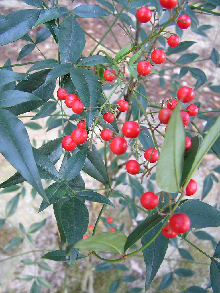 plants Yamanaka Tamaki Flickr