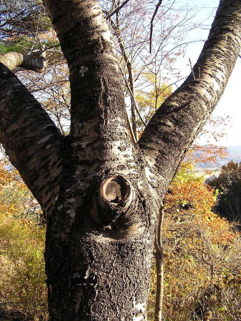 tree Yamanaka Tamaki Flickr