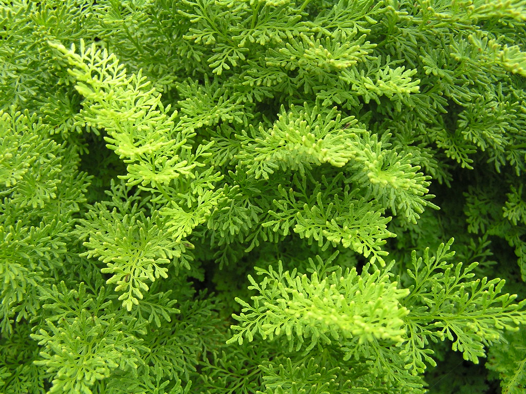 Parsley Fern Parsley Fern (Cryptogamma crispa) near Conist… Flickr
