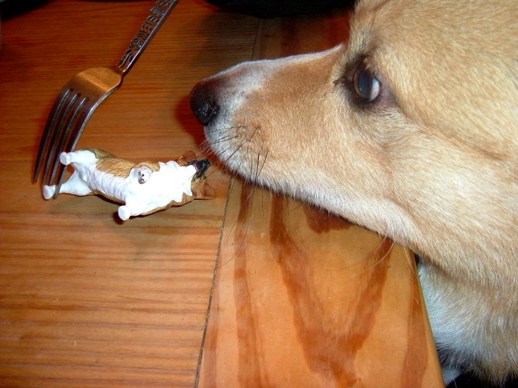 Dog Eat Dog part 1 Aine Flickr