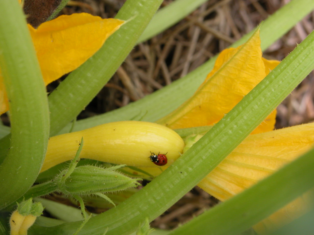 Yellow Squash Fruit A lady beetle hides under the leaves o… Flickr