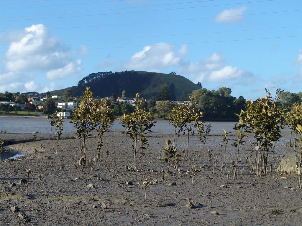 Panmure Basin Mark Derricutt Flickr