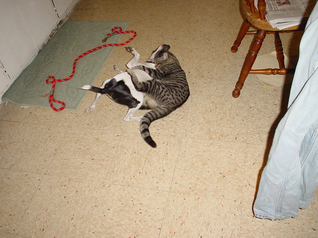 Are Rat Terriers Good With Cats