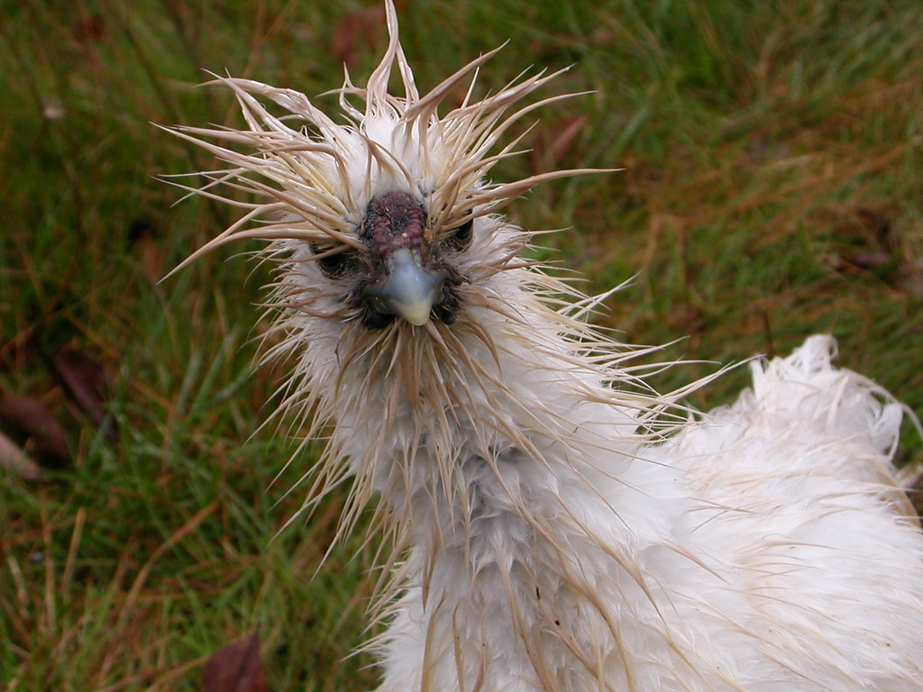 angry as a wet chicken shassinger Flickr