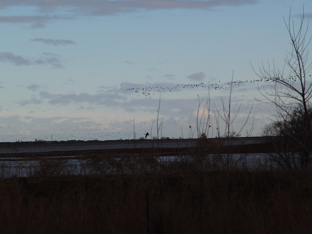 Geese Goose season opening day, 2005 pb193157 lostinfog Flickr