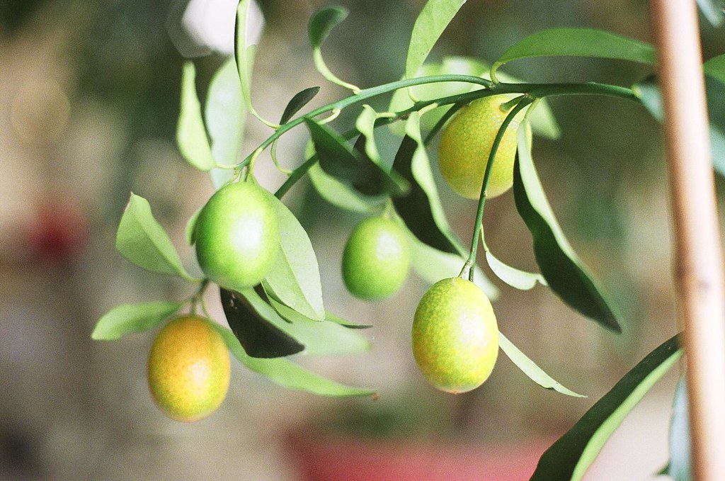 Kumquats Grown by my Uncle Howard in his basement. Logan Ingalls