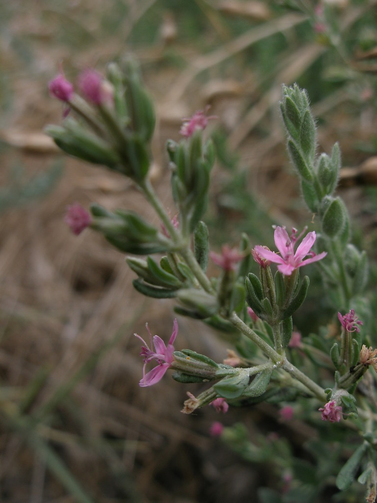 Frankenia salina (Alkali Heath) Photo taken back in July Flickr