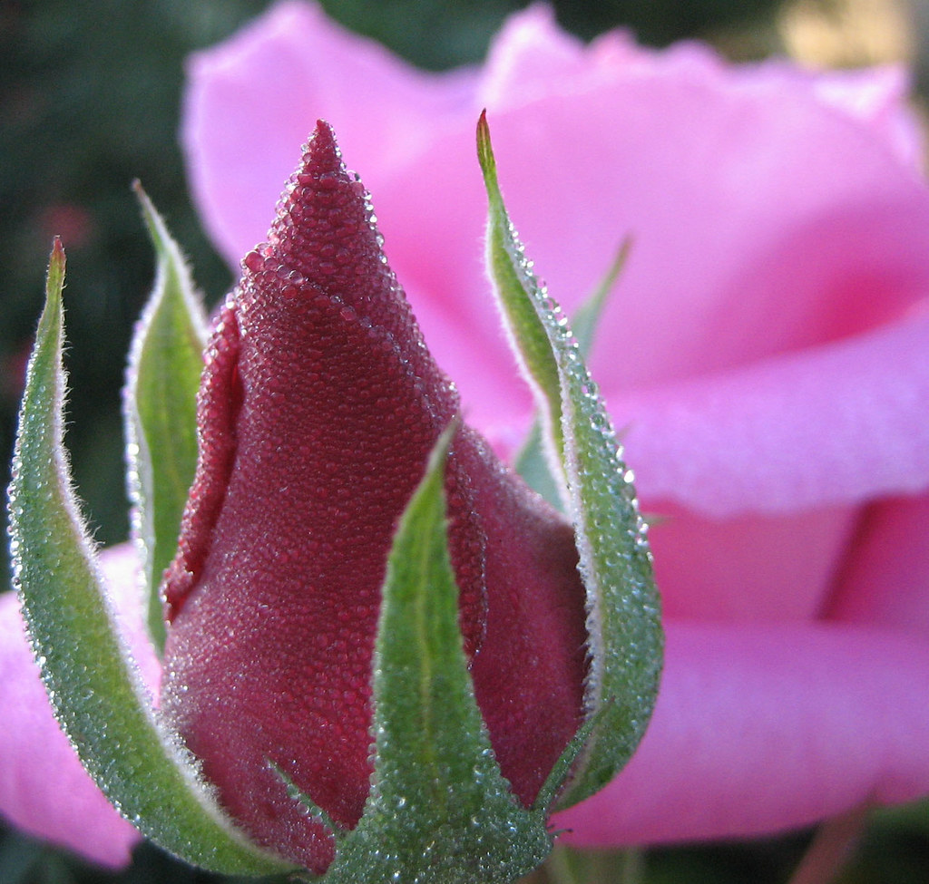 Rosebud Why do the drops form a spiral? I don't know why m… Flickr
