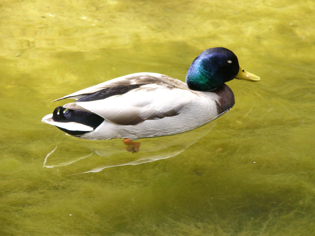 P1010773.JPG "A Duck!" Aaron Spielman Flickr