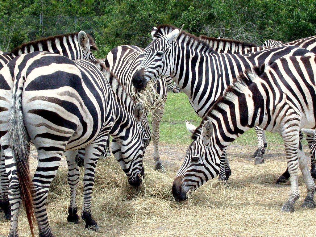 Zebras By CharlesW1 It's difficult to see where one zebra … Flickr