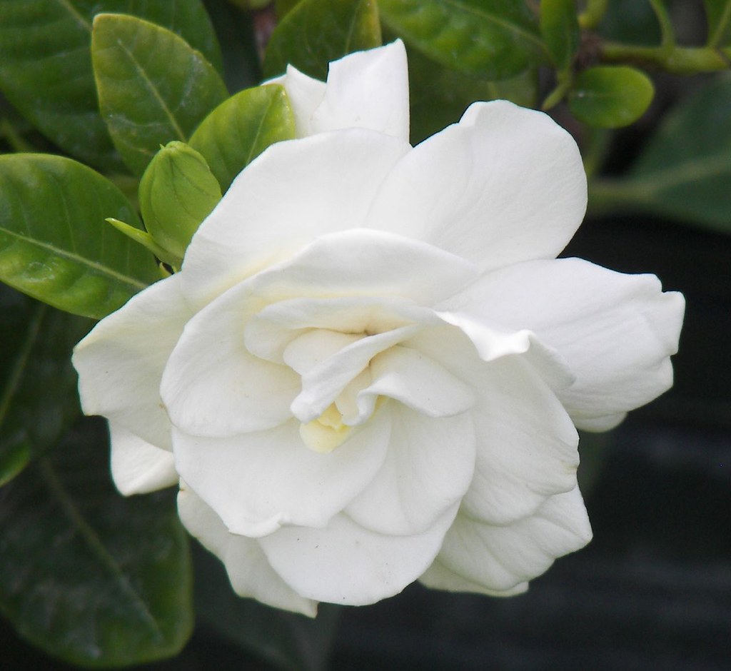 Sweet Gardenia These make the morning air smell so nice. T… Flickr