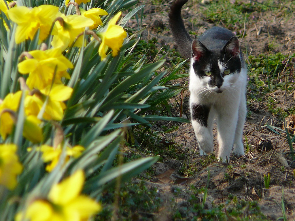 cat& jonquils Hania Flickr