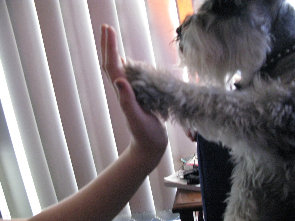 high five dogsitting Mark's dog Jo Flickr