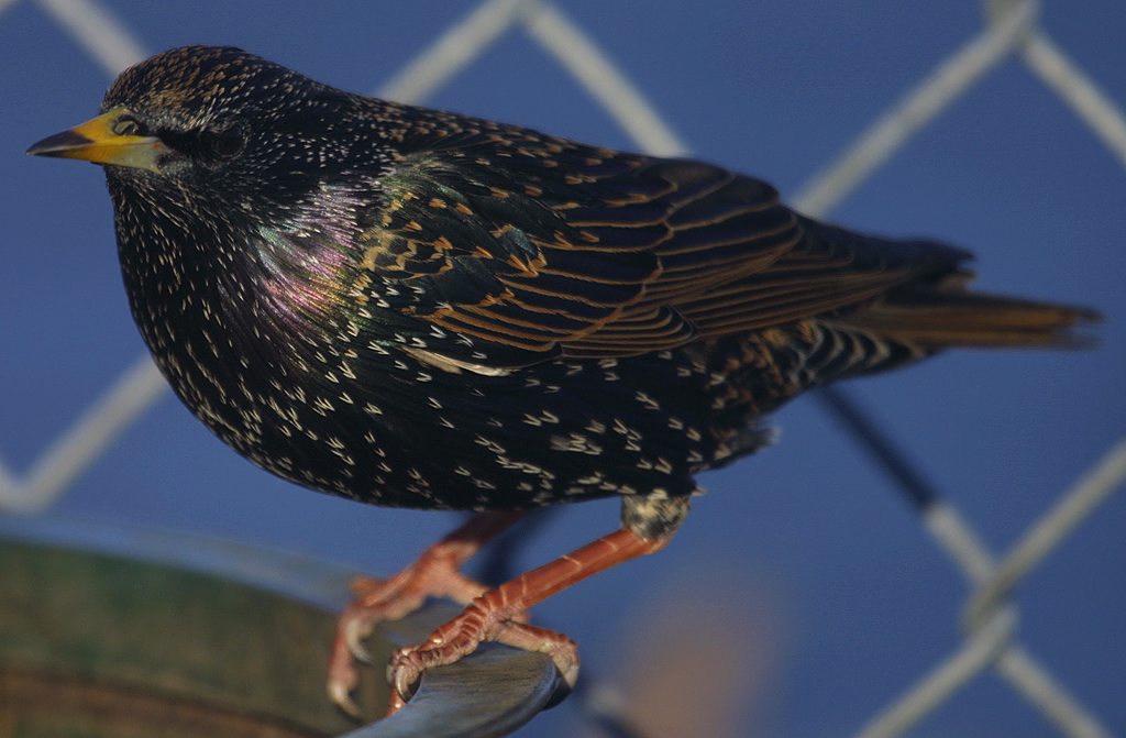 STARLING in New York, USA. Dec 2007 A starling seen here i… Flickr