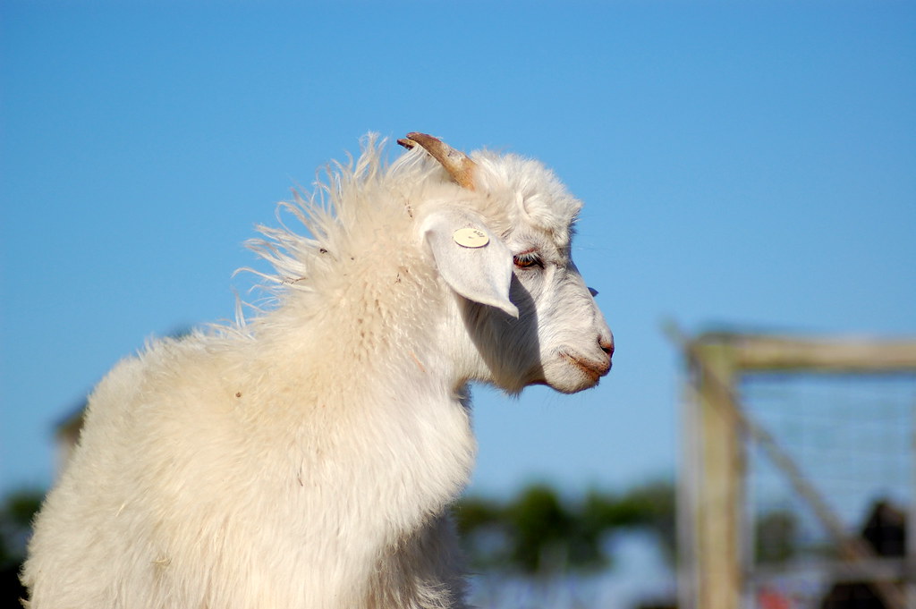 Australian Cashmere Goat Went to mums farm, Took some phot… Flickr