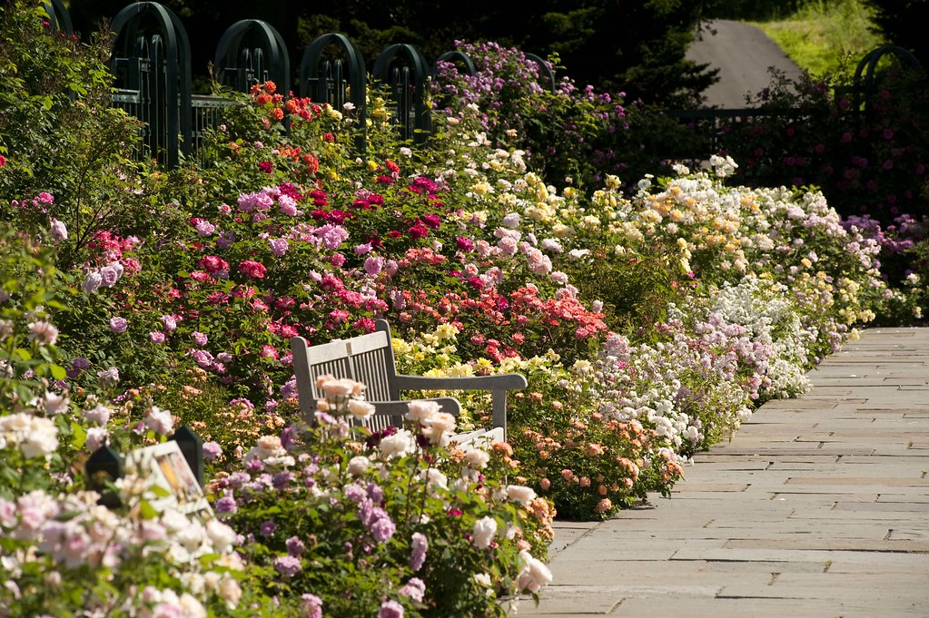 Peggy Rockefeller Rose Garden Peak Bloom 2011 Photo by Ivo… Flickr