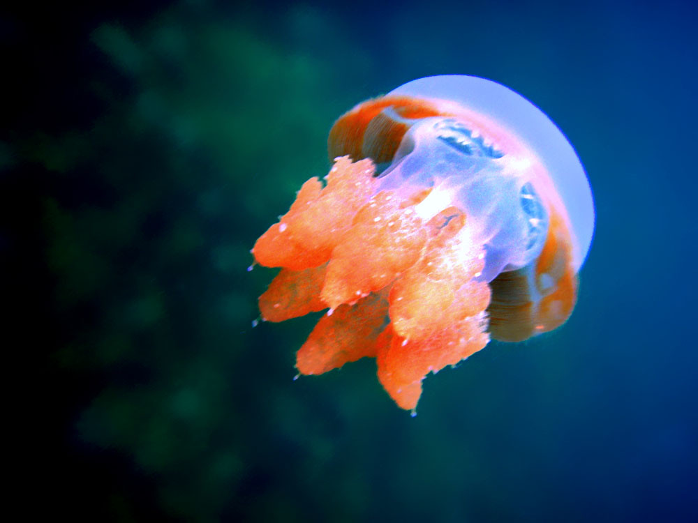 Umbrella Jellyfish Animal