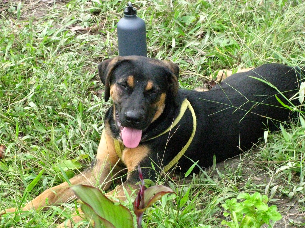 Amazon Jungle Arnold, Wilfred´s (our Jungle Guide) dog. stephc46 Flickr