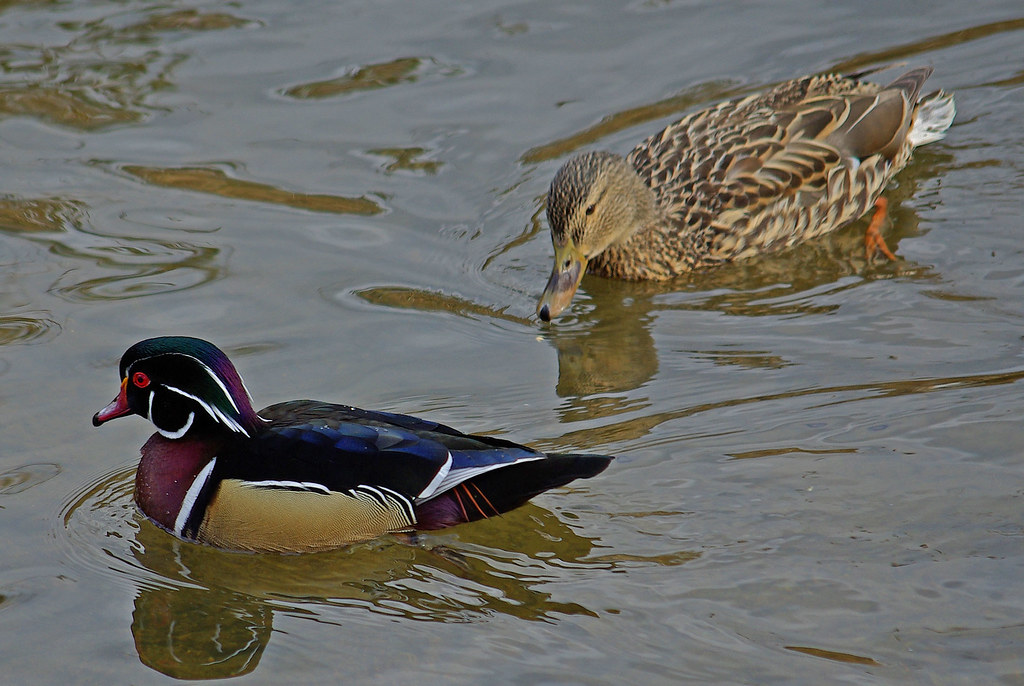 Wood Duck Mallard Gordzilla1 Flickr