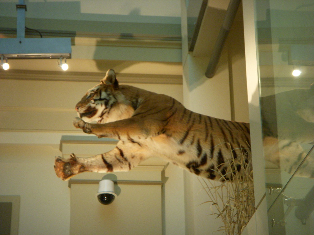 lunging tiger pinkbunnycheese Flickr