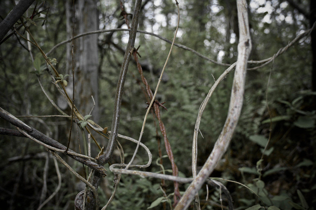 BarbedWire Vine David McWhite Flickr