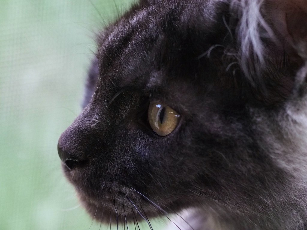 Chilling out OLYMPUS DIGITAL CAMERA Milo Maine Coon Flickr