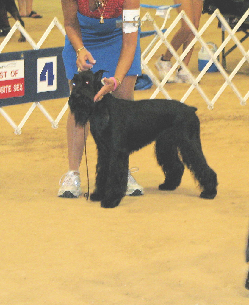 Standard Schnauzer Standard Schnauzer puppy at the Humble … Flickr