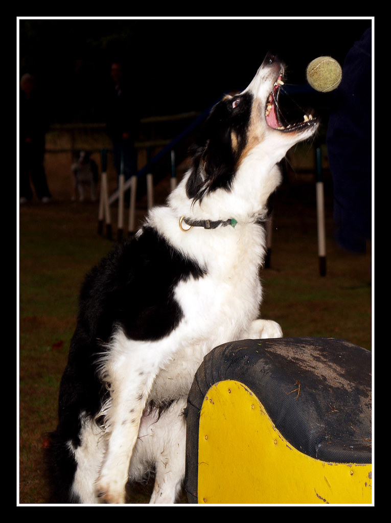 Dog tricks At a dog training session. The dog had to compl… Flickr
