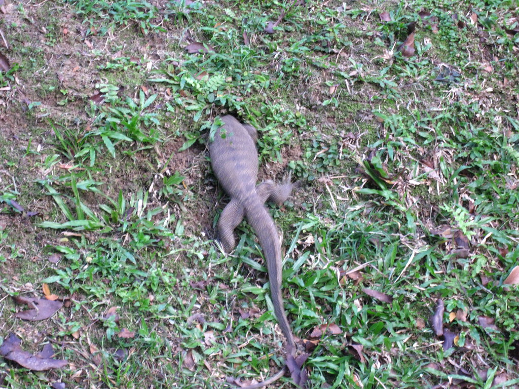 home 205 Monitor lizard going into a hole in the ground shimmertje