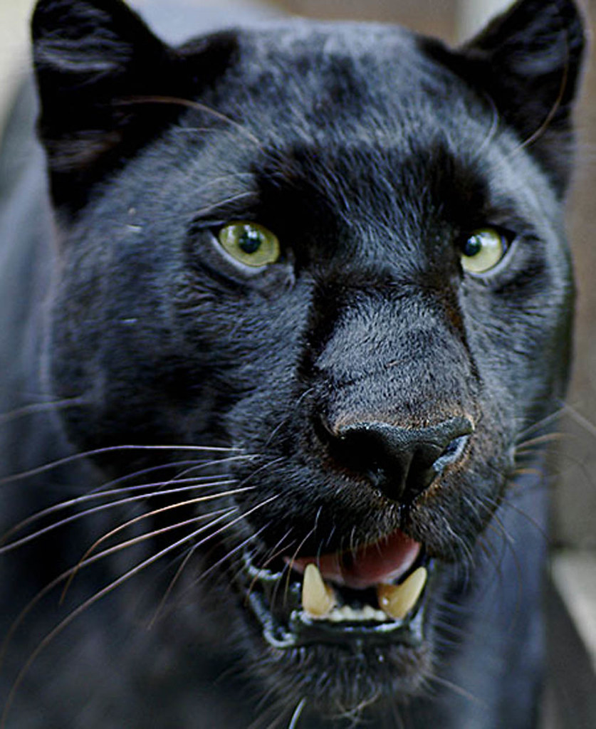 Black Panther (Leopard) A young cub of Black Panther Flickr