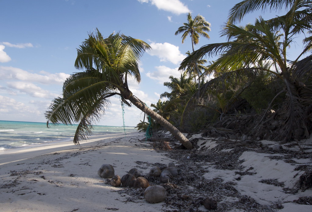 coconut beach freshelectrons Flickr
