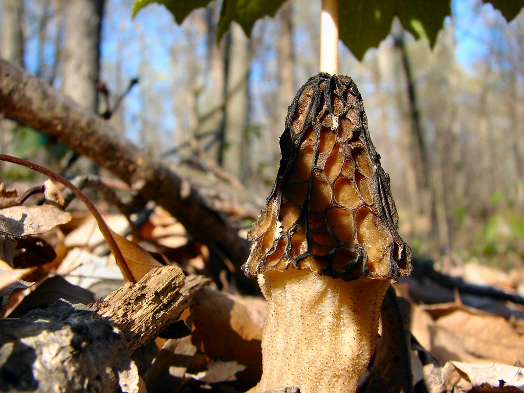 Black Morel A notsofresh black morel. It will bounce rig… Flickr