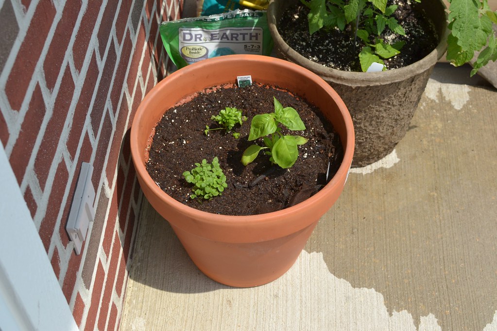 Garden 2011 Basil, Oregano, Parsley yorkiemischief Flickr