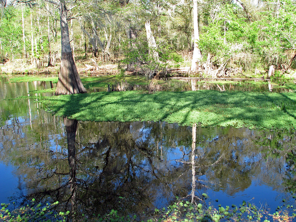 Withlacoochee River Park Taken in the Withlacoochee River … Flickr