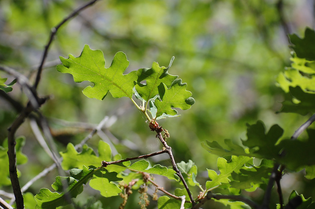 Oak Leaves Ken Bosma Flickr